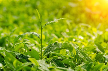 Tea plantation close up. Cameron Highlands. Malaysiaの写真素材