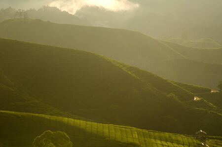 Cameron Highland Tea Plantation,Malaysia During Sunrise.の写真素材