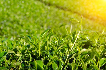 Tea plantation close up. Cameron Highlands. Malaysiaの写真素材