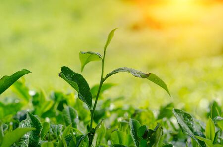 Tea plantation close up. Cameron Highlands. Malaysiaの写真素材