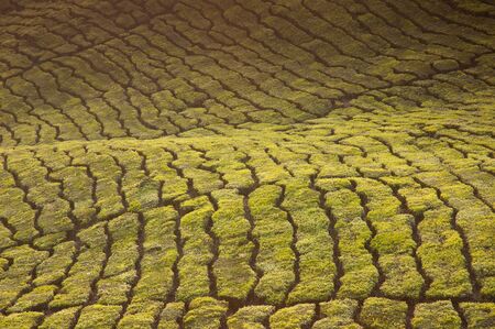 Cameron Highland Tea Plantation,Malaysia During Sunrise.の写真素材
