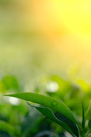 Tea plantation close up. Cameron Highlands. Malaysiaの写真素材