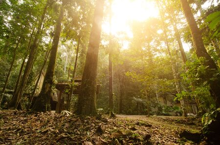 Tropical Rainforest Landscape in malaysia
の写真素材