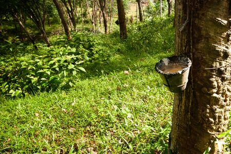 Rubber tree and bowl filled with latex.
の写真素材