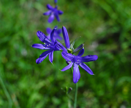 Beautiful spring flower, pleasing with elegant simplicity 