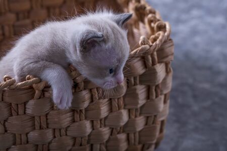 Lovely, lovely animal. Little kitten. Cute kitten. Little kitten in a basketの写真素材