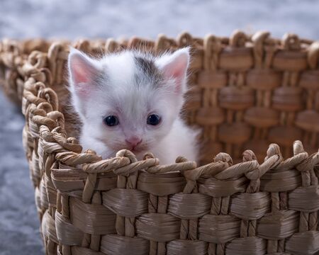 Lovely, lovely animal. Little kitten. Cute kitten. Little kitten in a basketの写真素材