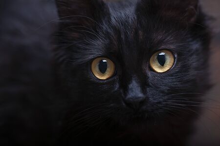 Portrait of a black cat. Big eyes. A lookの写真素材