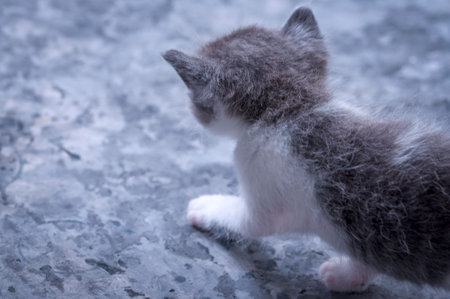 Lovely, lovely animal. Lovely, lovely animal. Little kitten. Cute kitten.の写真素材