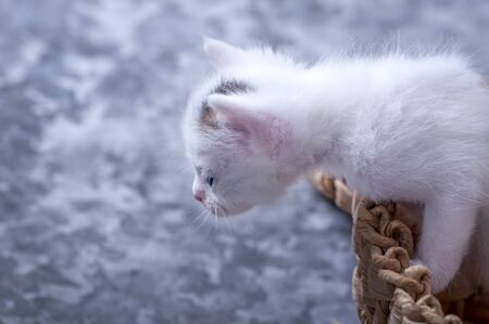 Lovely, lovely animal. Little kitten. Cute kitten. Little kitten in a basketの写真素材