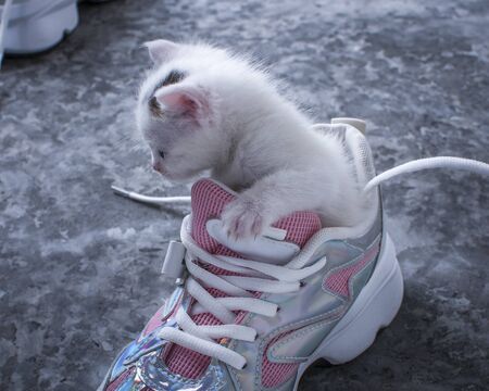 A small kitten climbed into women's pink shoes.の写真素材