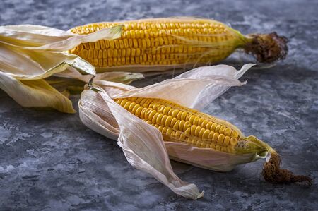 A fresh, ripe ear of corn lying on the table.の写真素材