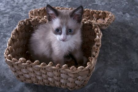 Little playful kitten. Cute, fluffy pet, a favorite of the family. The kitten is sitting in a wicker basket.の写真素材