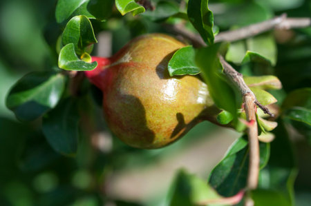 Green pomegranate fruit. A small, unripe pomegranate. An unripe pomegranate hanging from a branch.