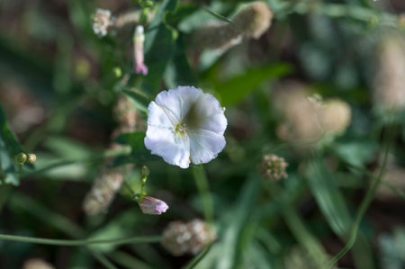 The field bindweed. Little wild flowers in white. White wildflowers. Flowers growing by the side of...