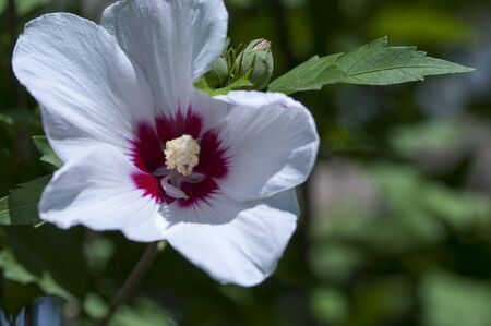 Hibiscus Syrian or Chinese rose, flowers of the Malvaceae family. The family Malvaceae. Flowering Bush with hibiscus flowers.の写真素材