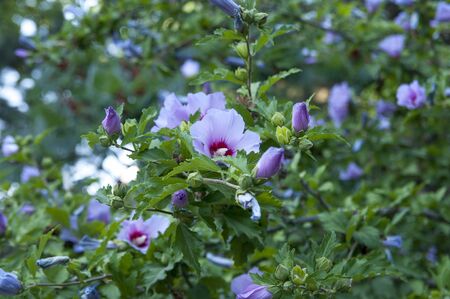 Hibiscus Syrian or Chinese rose, flowers of the Malvaceae family. The family Malvaceae. Flowering Bush with hibiscus flowers.の写真素材