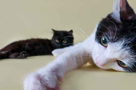 Close-up portrait of a cat. A beautiful animal shot against a yellow background. Playing cat....