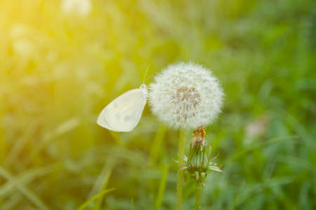 White butterfly sits on a dandelion in the garden. Sunny day, a butterfly sits on a dandelion. Beautiful, soft, yellow-green backgroundの写真素材