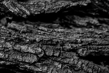 Dry tree bark texture. Dry tree bark. Bark texture.