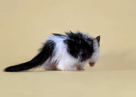 Close-up portrait of a kitten. A beautiful animal shot against a yellow background. Cute baby. Black and white kitten. Cute kitten examines the table. The kitten turned its back. Fluffy kitten.の写真素材