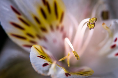 Alstroemeria Virginia flower close-up. White alstroemeria.の写真素材