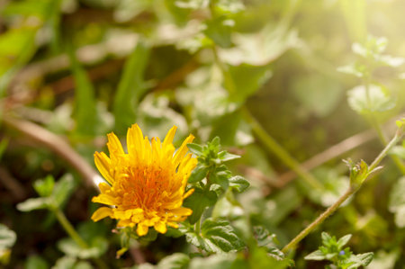 Spring, yellow, wildflowers. Sunny day in yellow and green colors of nature.の写真素材