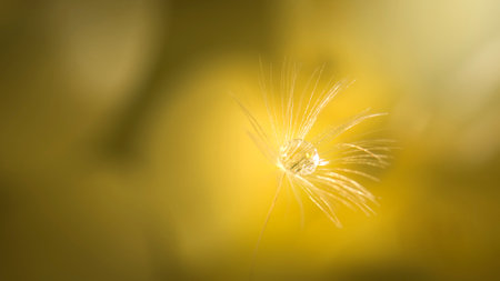 Dandelion umbrella with a drop of water in the center. A dandelion umbrella, illuminated from behind by soft light, has fine hairs like eyelashes. There is a drop of dew in the center of the dandelion umbrella. Behind is a background of yellow flowers.の写真素材