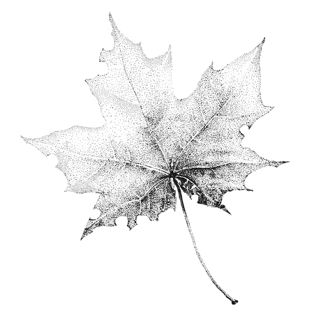 Illustration with a large black-and-white maple leaf on a white background.のイラスト素材