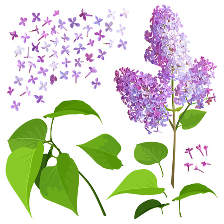 Spring flowers. Lilac isolated on white background. Constructor.のイラスト素材