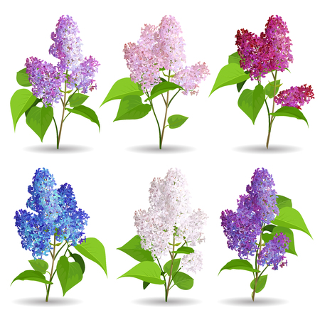 Spring Flowers. Set of Lilac Isolated on White Background.のイラスト素材