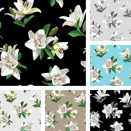 White Flowers of Lily (Madonna Lily). Set of Seamless Floral Patterns on light and black background.のイラスト素材
