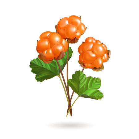 Forest berries isolated on white background. Cloud berry Vector illustration.のイラスト素材