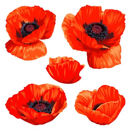 Set of Common Poppy (Papaver rhoeas) flowers isolated on white background. Spring illustration.のイラスト素材