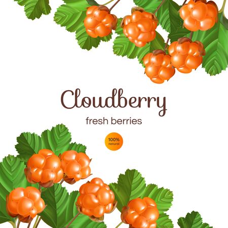 Banner with Cloudberry on white background. Design with place for text.のイラスト素材