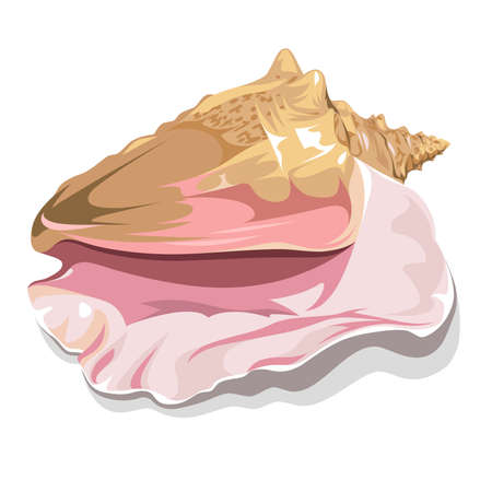 Realistic seashell isolated on a white background. Symbol of sea travel.のイラスト素材