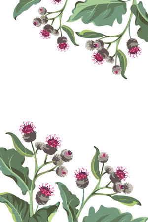 Flowers - Pink Burdock on the white background. Medical plant. Frame.のイラスト素材