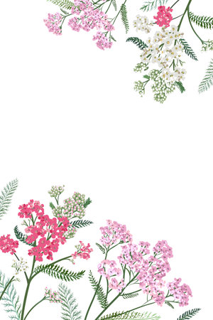 Yarrow flowers. Medicinal plants isolated on a white background. Achillea millefolium. Vector hand drawn herb illustration. Frameのイラスト素材