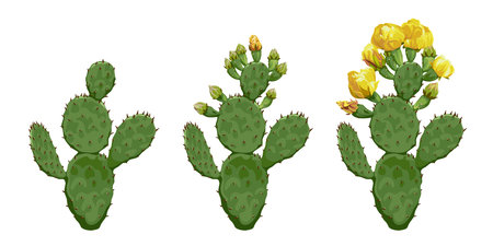 A set of Cactus flowers isolated on white background. Desert and tropical thorny houseplants.のイラスト素材