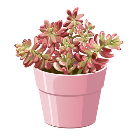 Succulent flowers in a pot on a white background. Desert and tropical indoor plants with thorns.のイラスト素材