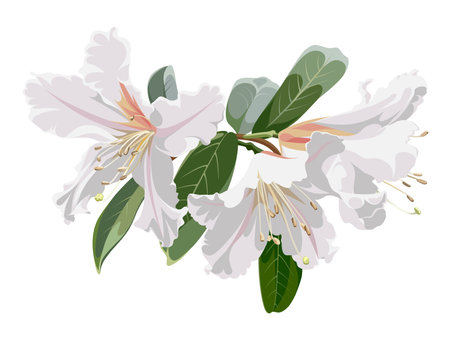 Beautiful bouquet of blossoming Rhododendron flowers. White plant isolated on a white background.のイラスト素材