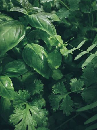 Herbs for spring detox. Cilantro, spinach. Home grown herbs. の写真素材