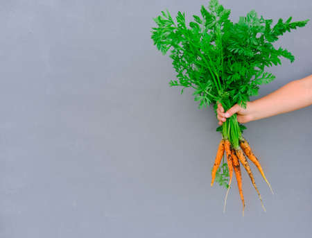 girls hand holding fresh carrots.の写真素材