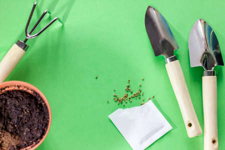 seeds of greens in a flowerpot at home. Garden tools for pot plants: shovels and rake. spring gardening concept.の写真素材