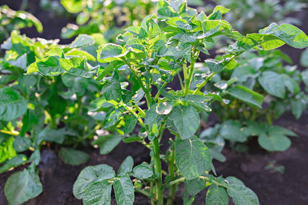 Close-up view of the green sprouts of potato plant