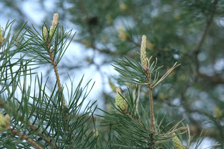 fresh small pine cones on pine tree. close up view. beautiful poster or background for website or...