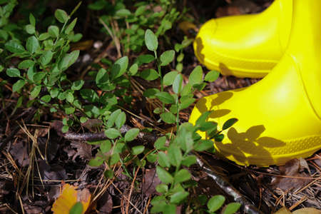 cropped view of girl's legs in yellow rain boots. girl standing on a pine needles and cowberry leaves. forest walking in a fall season. outdoors activity for kids. fresh air importance.の写真素材