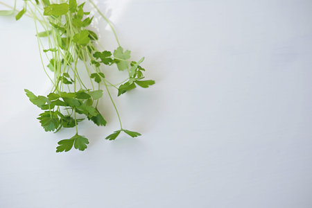 Fresh raw cilantro bunch on white background. Organic cilantro closeup in rustic style, vegetarian...