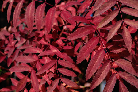 rowanberry red leaves. autumn background. fall season nature. forest in cold season. bright backdrop...