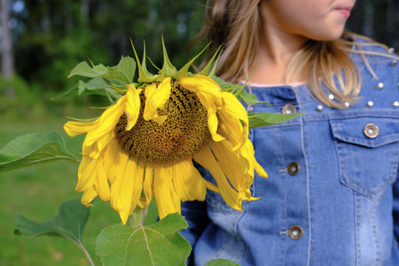 blond girl holding a sunflower. summer holiday. crop view of a girl. yellow sunflower. forest on a background.の写真素材